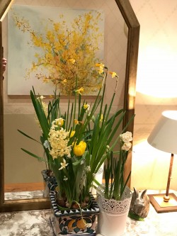 Daffodils and Forsythia