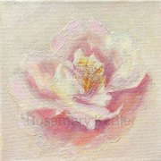 Rose (32)