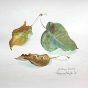 Autumn leaves 1