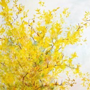Forsythia